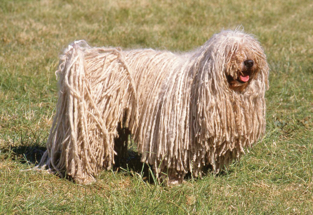 تصاویر | این سگ حرف میزند | مشهورترین سگهای تاریخ را بشناسید | از سگ فوتبالیست تا سگی با دومتر قد!
