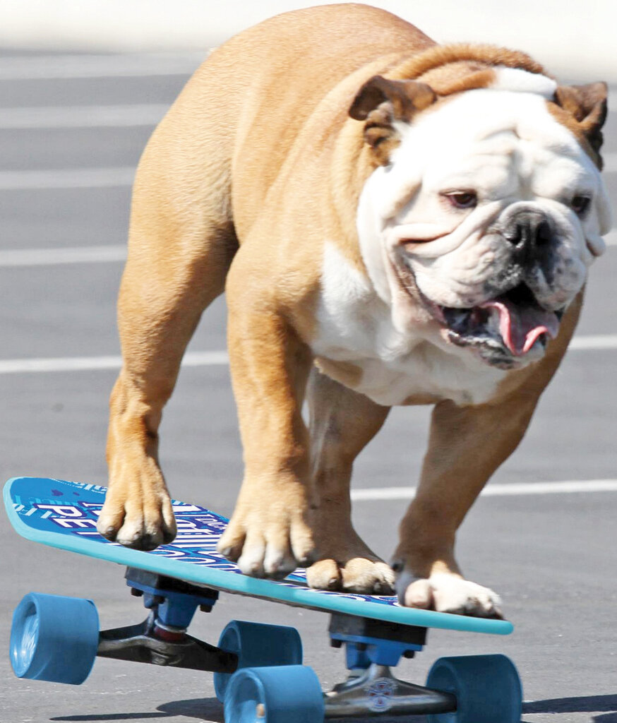 تصاویر | این سگ حرف میزند | مشهورترین سگهای تاریخ را بشناسید | از سگ فوتبالیست تا سگی با دومتر قد!