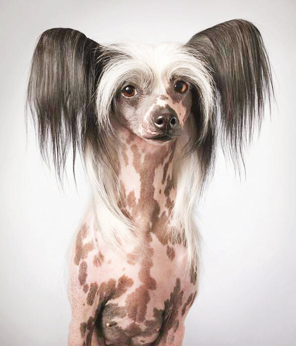 تصاویر | این سگ حرف میزند | مشهورترین سگهای تاریخ را بشناسید | از سگ فوتبالیست تا سگی با دومتر قد!