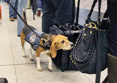 تصاویر | این سگ حرف میزند | مشهورترین سگهای تاریخ را بشناسید | از سگ فوتبالیست تا سگی با دومتر قد!