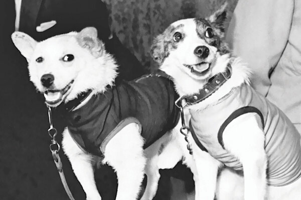 تصاویر | این سگ حرف میزند | مشهورترین سگهای تاریخ را بشناسید | از سگ فوتبالیست تا سگی با دومتر قد!