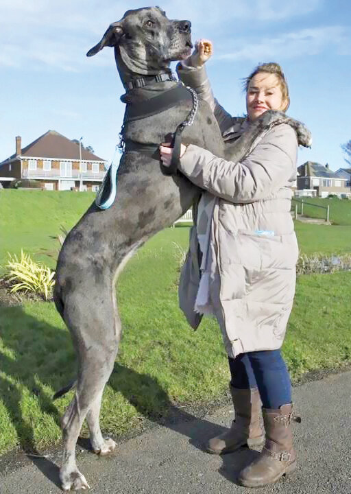 تصاویر | این سگ حرف میزند | مشهورترین سگهای تاریخ را بشناسید | از سگ فوتبالیست تا سگی با دومتر قد!