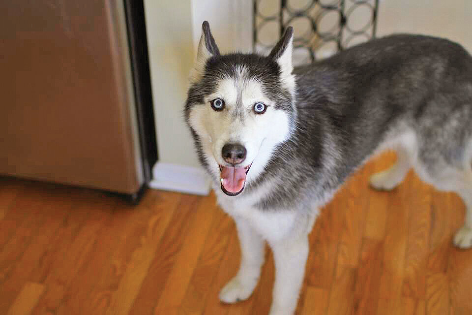 تصاویر | این سگ حرف میزند | مشهورترین سگهای تاریخ را بشناسید | از سگ فوتبالیست تا سگی با دومتر قد!
