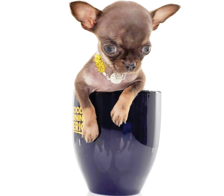 تصاویر | این سگ حرف میزند | مشهورترین سگهای تاریخ را بشناسید | از سگ فوتبالیست تا سگی با دومتر قد!