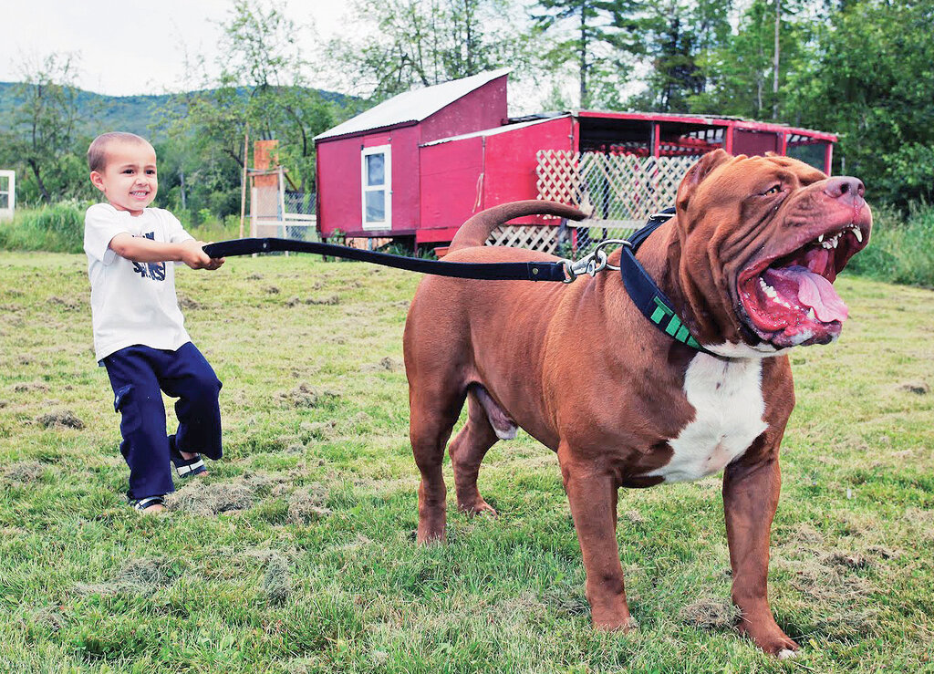 تصاویر | این سگ حرف میزند | مشهورترین سگهای تاریخ را بشناسید | از سگ فوتبالیست تا سگی با دومتر قد!