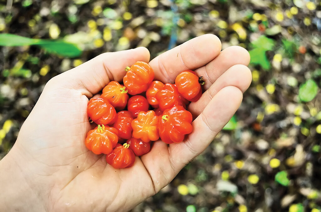 درخت پول | با پرورش این میوه استوایی پول درو کنید