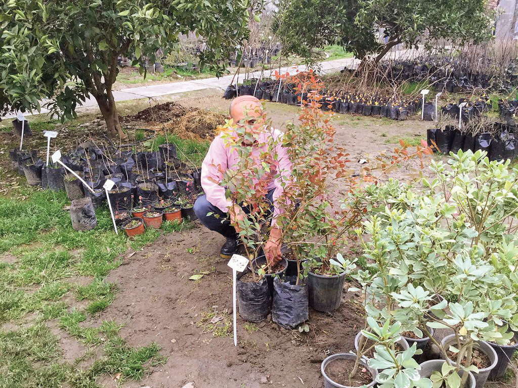 درخت پول | با پرورش این میوه استوایی پول درو کنید