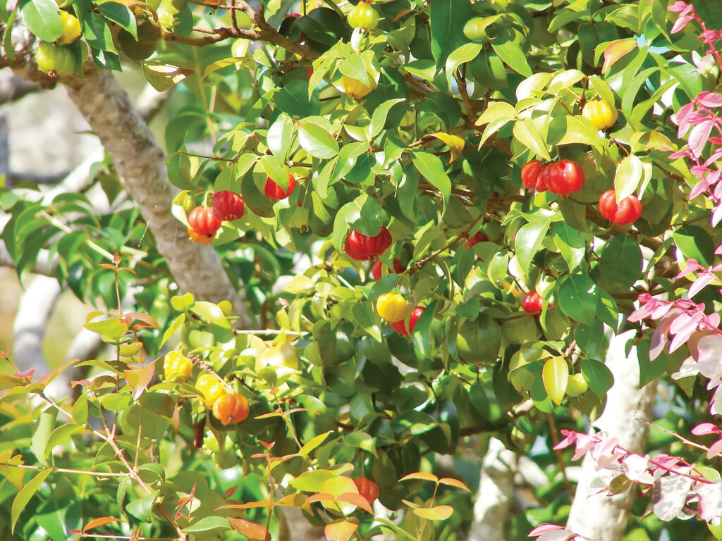 درخت پول | با پرورش این میوه استوایی پول درو کنید