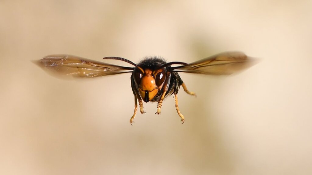 hornet bee - زنبور