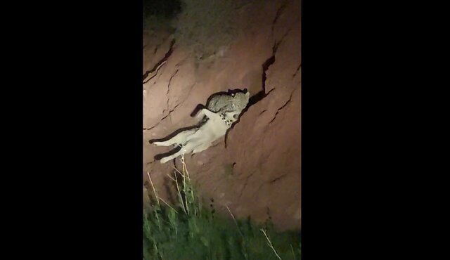 عکس | لحظه ناب شکار سگ ولگرد توسط یوزپلنگ ایرانی