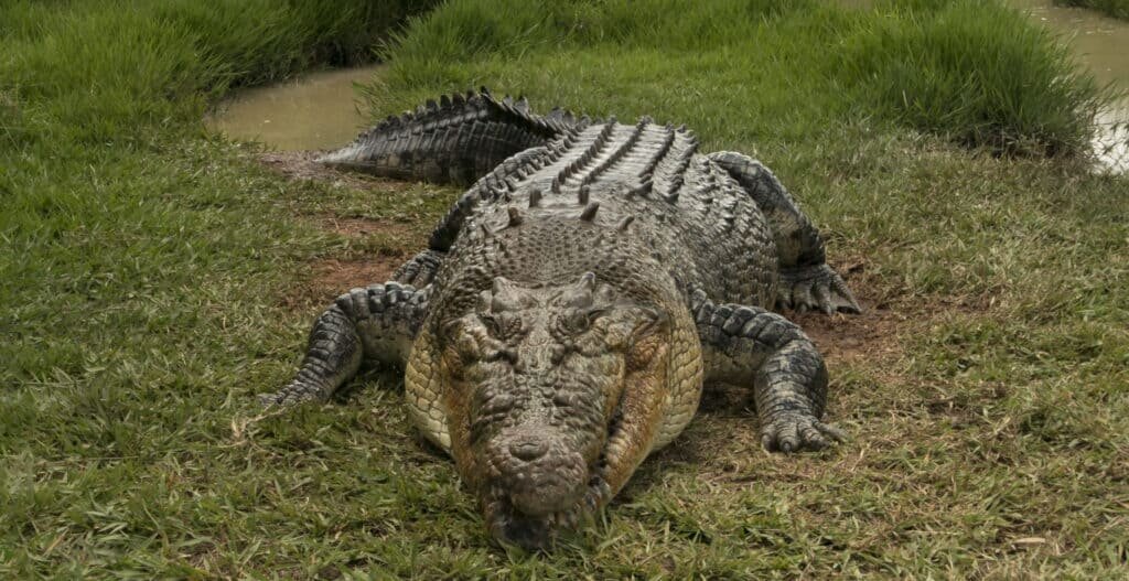تصاویر | ۱۸ نفر حریف این تمساح غول‌پیکر نشدند