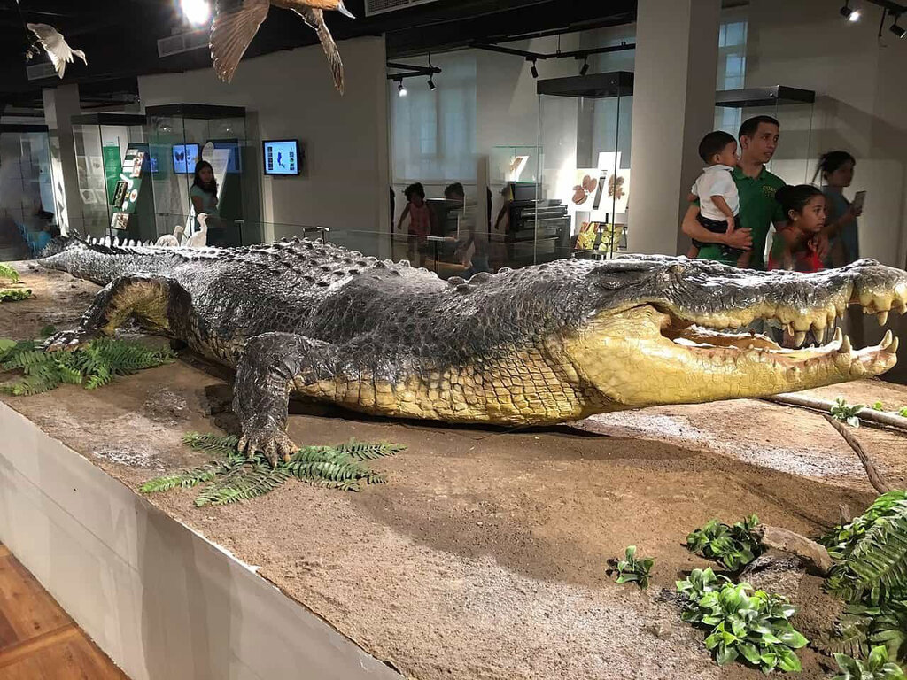 تصاویر | ۱۸ نفر حریف این تمساح غولپیکر نشدند