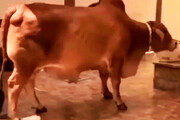 ببینید | لحظه وحشتناک لگد یک گاو به سینه مرد هندو