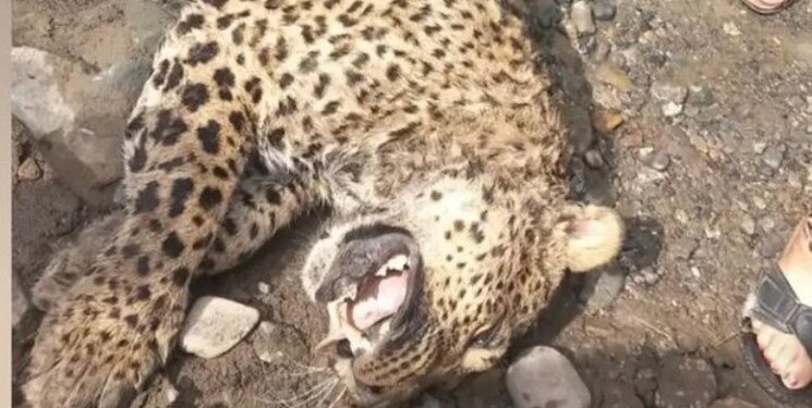 لاشه پلنگ در جنگل سههزار تنکابن