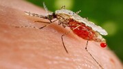 ۱۳۳ مبتلا به مالاریا در این استان شناسایی شد