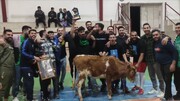 تصاویر عجیب ؛ اولین واکنش به اهدای گاو زنده به قهرمان جام فوتسال رمضان | حرکات گاو در سالن سرپوشیده را ببینید