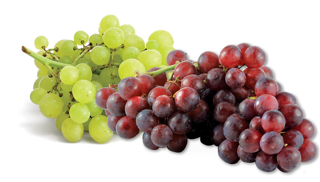 انگوری با این ظاهر و مشخصات نخرید + روش درست نگهداری انگور