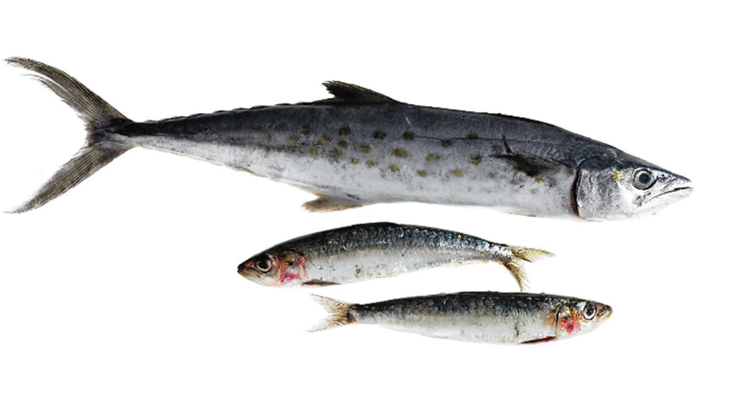 این ادویه شفا بخش هم شما را لاغر میکند و هم مشکلات مفصلی و آرتروزتان را درمان میکند | با این مواد غذایی سلامتتان را بهبود ببخشید