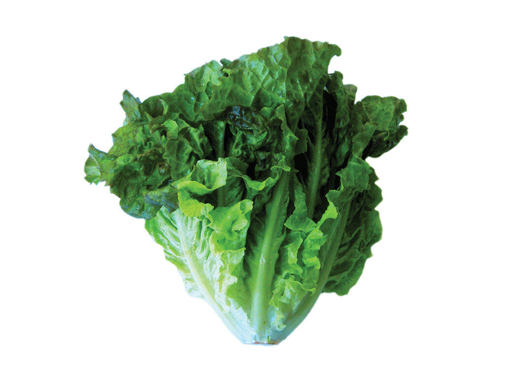 مهارتهای خانهداری | با این روش ساده از سیاه شدن موز در یخچال جلوگیری کنید | حشرههای سیاه کاهو را چگونه از بین ببریم؟