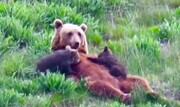 تصاویر بی‌نظیر شیر خوردن توله خرس‌ها در پارک ملی گلستان