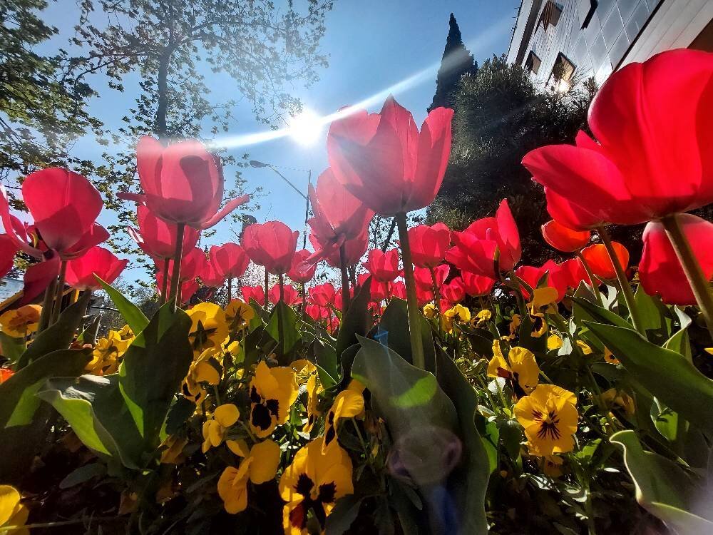 دلبری لالهها در قلب پایتخت | عکس یادگاری را فراموش نکن!