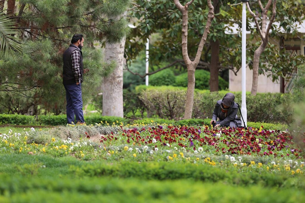 دلبری لالهها در قلب پایتخت | عکس یادگاری را فراموش نکن!