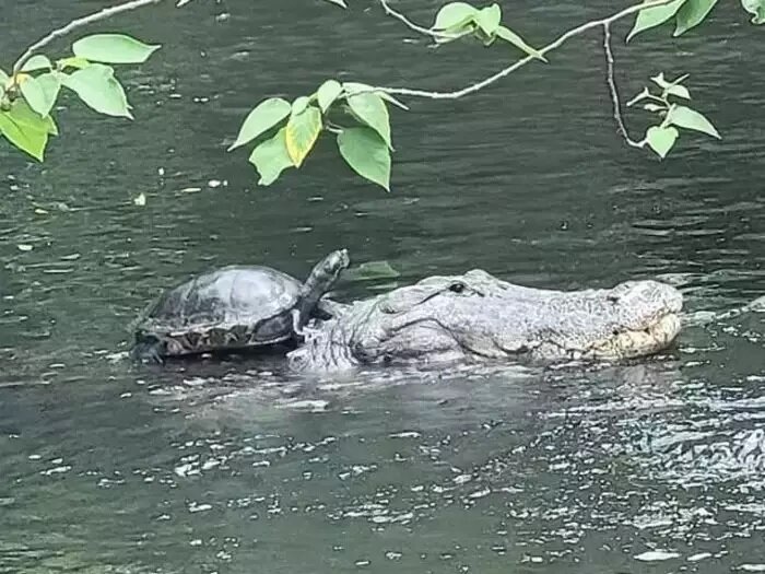 تصویر سواری گرفتن لاکپشت شجاع از تمساح ۳متری! | این لحظه خندهدار را ببینید