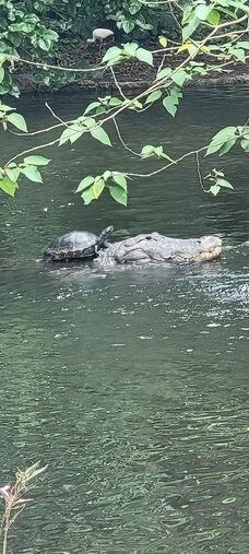 تصویر سواری گرفتن لاکپشت شجاع از تمساح ۳متری! | این لحظه خندهدار را ببینید