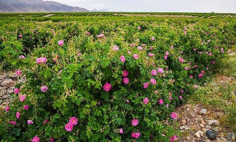 گلاب گیری کاشان