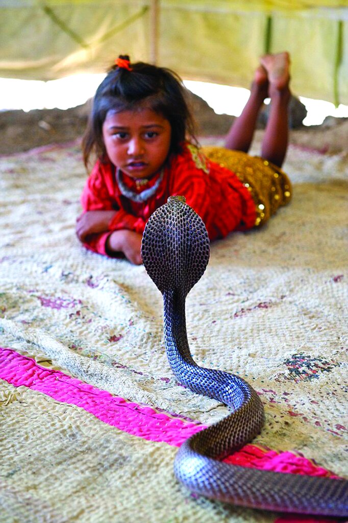 برپایی کلاسهای آموزشی برای پرورش مار | مارها و آدمها