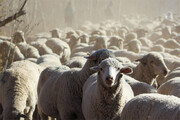 مخفی کردن گوسفندان در پراید | عجیب‌ترین عکس از قاچاق گوسفندان در ایران