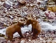 تصاویر جذاب و جدید بازیگوشی دو بچه‌ خرس در مازندران