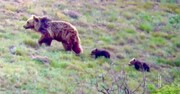 تصاویر زیبای قدم زدن خرس مادر با دو توله‌اش در گلستان