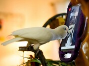 ببینید | تماس تصویری طوطی‌ها با هم برای فرار از تنهایی!