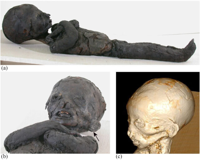 تصاویر | کشف علت مرگ کودکان در مصر باستان | رازهایی که سی تی اسکن مومیایی‌های کودکان فاش کرد