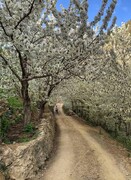 از شکوفه های گیلاس تا خرتراشه‌های دیدنی | این روستا بوی بهشت می‌دهد