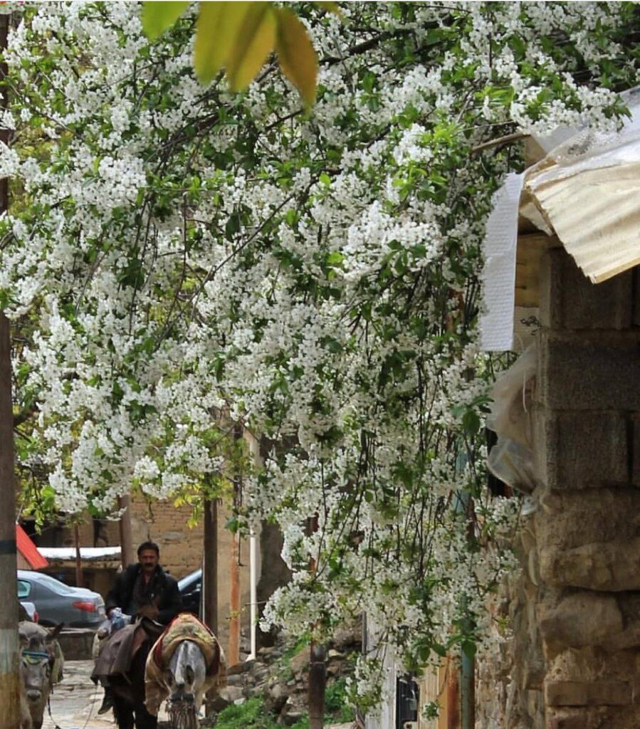 از شکوفه های گیلاس تا خرتراشههای دیدنی | این روستا بوی بهشت میدهد