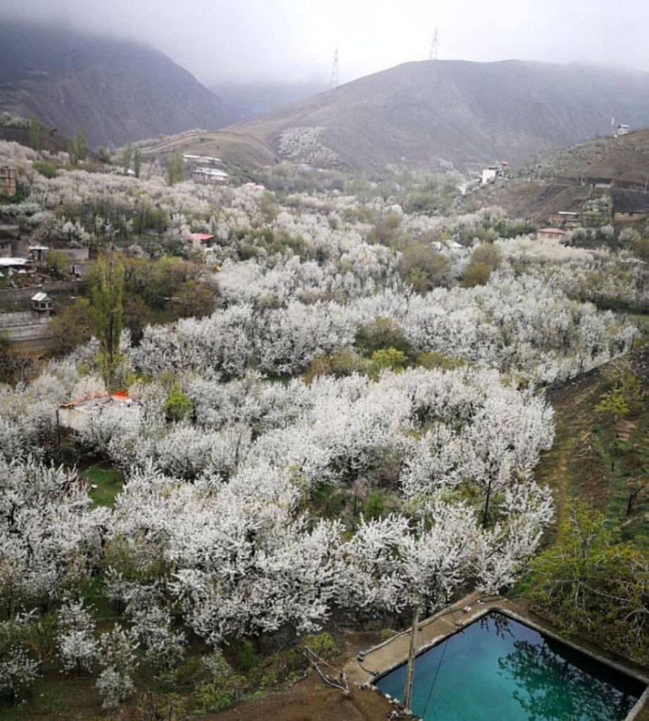 از شکوفه های گیلاس تا خرتراشه‌های دیدنی | این روستا بوی بهشت می‌دهد 