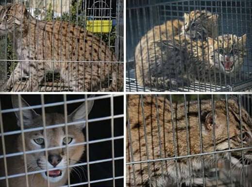 مجازی‌گردی هفته| از دستگیری قاچاقچی‌ گربه‌ ماهی‌گیر تا توزیع نان نذری 