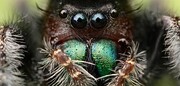 گرسنگی این بلا را سر عنکبوت‌ها می‌آورد! | چگونه مطالعه روی عنکبوت‌ برای ما مفید است؟