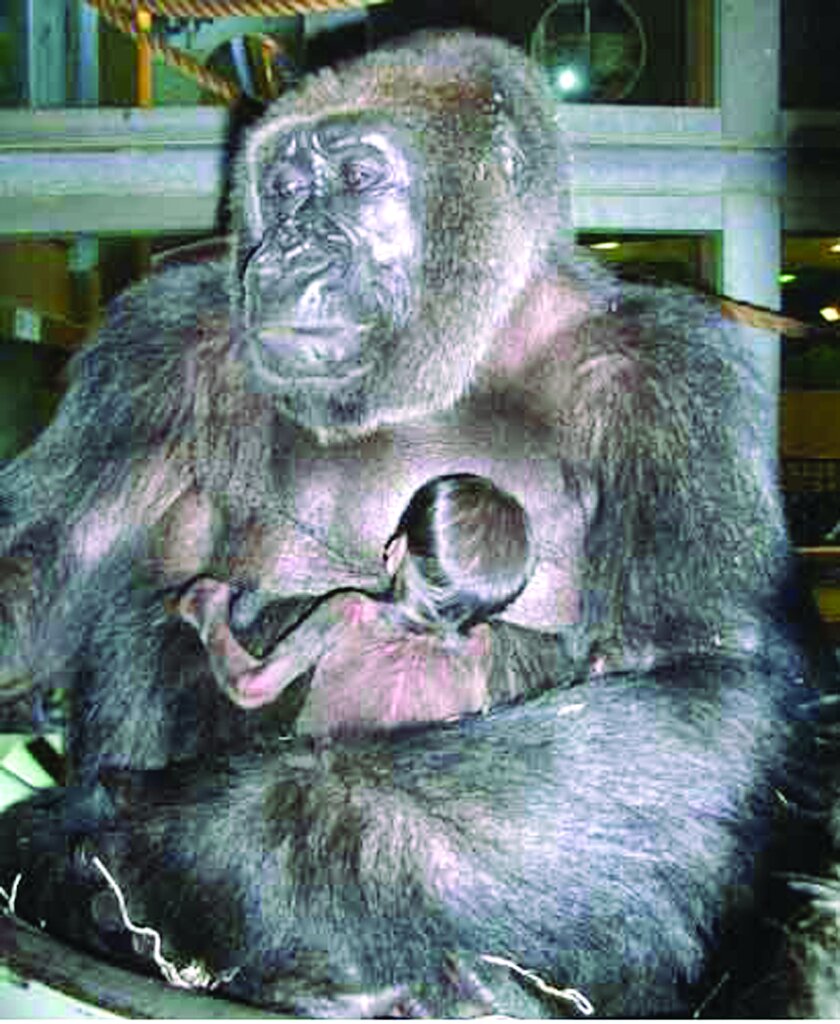 عکس | روزی که یک گوریل بچه انسان نما به دنیا آورد | کودک این گوریل، پس از به دنیا آمدن، مانند نوزاد انسان به سراغ سینه مادرش رفت تا شیر برخورد