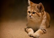 یک قلاده گربه شنی در کویر لوت شناسایی شد
