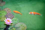 تصاویر نادر لحظه خوردن گل نیلوفر توسط ماهی‌ های چینی
