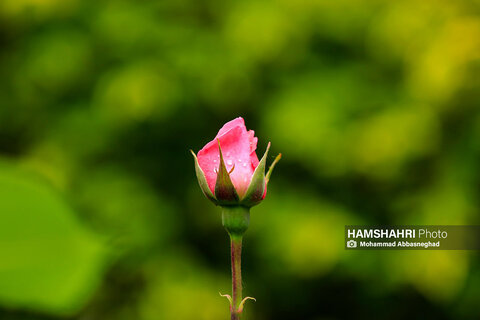 گشتی در باغ های گیاه شناسی تهران