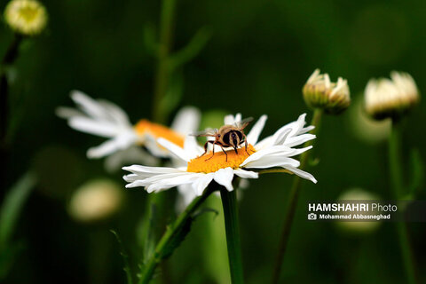 گشتی در باغ های گیاه شناسی تهران