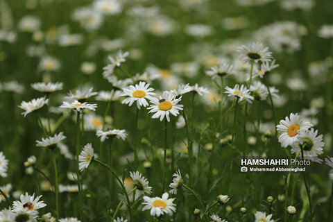 گشتی در باغ های گیاه شناسی تهران