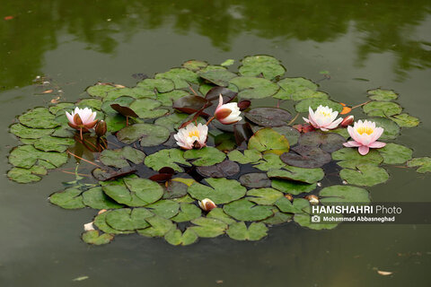 گشتی در باغ های گیاه شناسی تهران