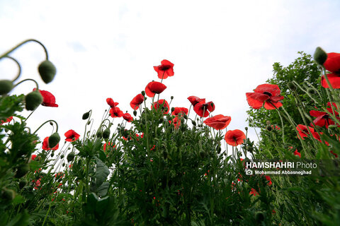 گشتی در باغ های گیاه شناسی تهران