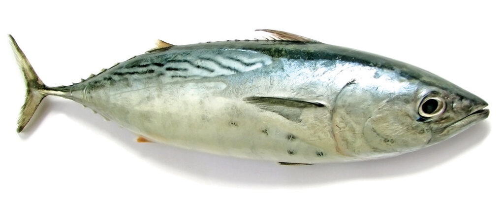 چگونه بهترین ماهی را بخریم؟