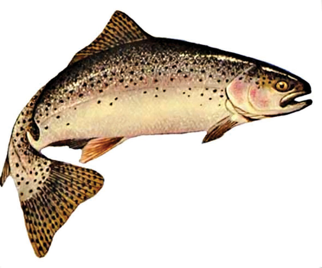 چگونه بهترین ماهی را بخریم؟